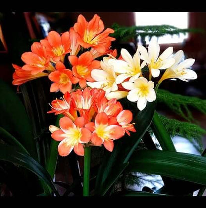 Mixed Clivia Seeds 
