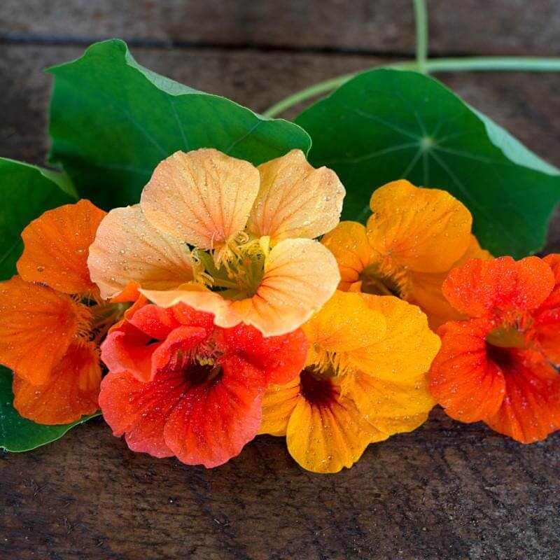 Mixed Color Nasturtium Seeds