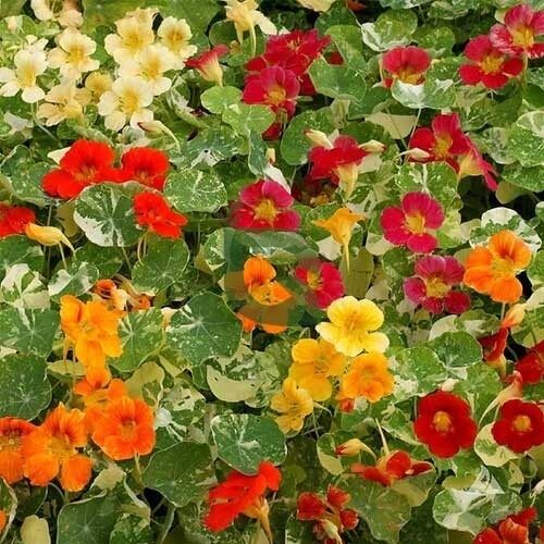 Mixed Color Nasturtium Seeds