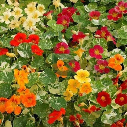 Mixed Color Nasturtium Seeds