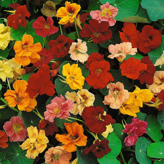 Mixed Color Nasturtium Seeds