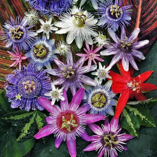 Mixed Color Passion Seeds