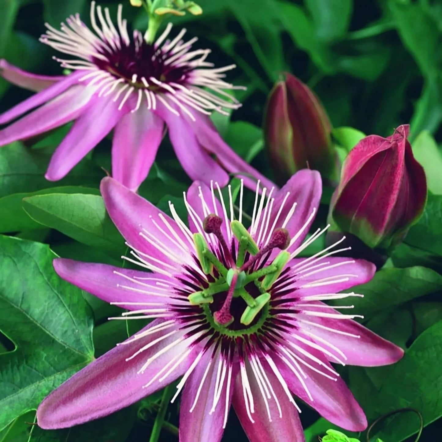 Mixed Color Passion Seeds