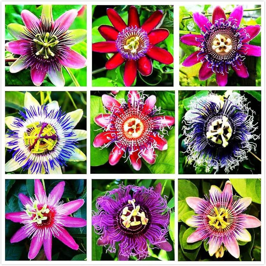 Mixed Color Passion Seeds
