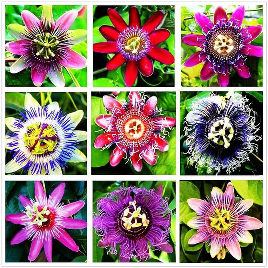 Mixed Color Passion Seeds