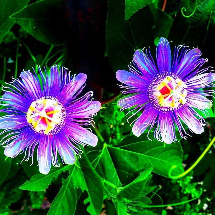 Mixed Color Passion Seeds