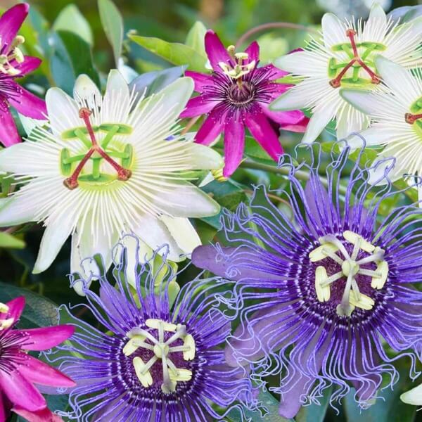 Mixed Color Passion Seeds