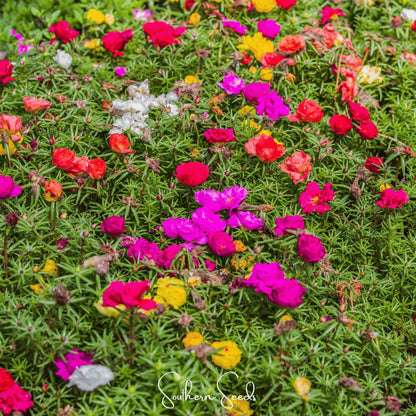 Mixed Color Portulaca grandiflora Seeds 
