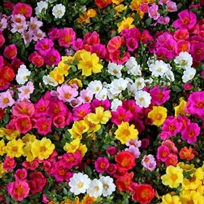 Mixed Color Portulaca grandiflora Seeds 