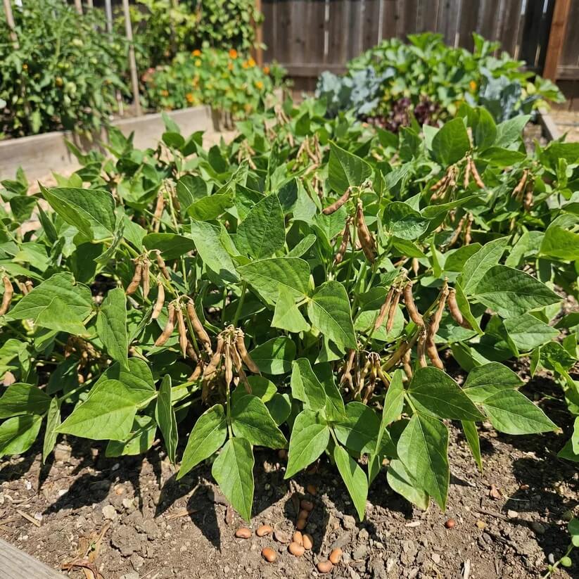 Mixed Color Tepary Beans seeds