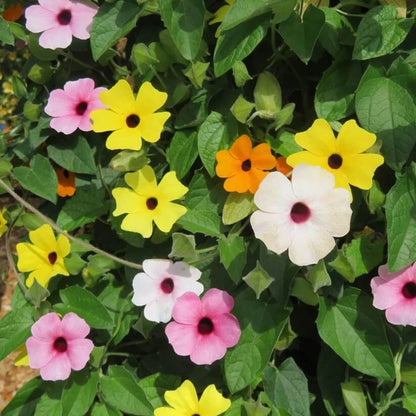 Mixed Color Thunbergia Seeds