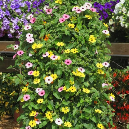 Mixed Color Thunbergia Seeds