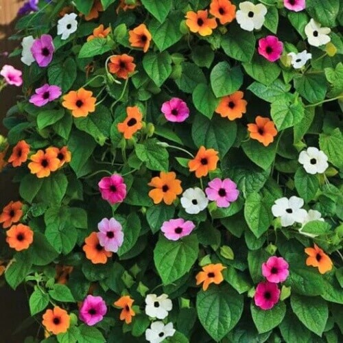 Mixed Color Thunbergia Seeds