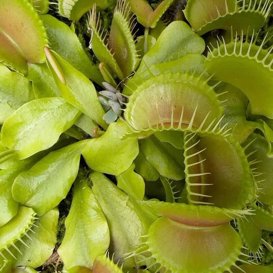 Mixed Color Venus Flytrap Seeds 