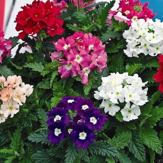 Mixed Color Verbena Seeds 