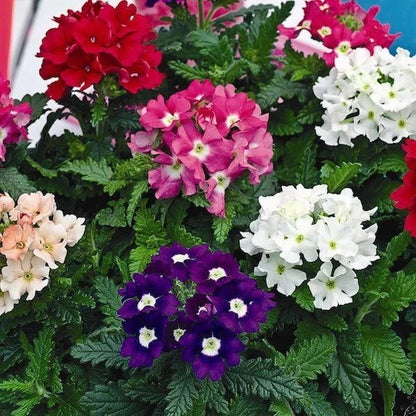 Mixed Color Verbena Seeds 