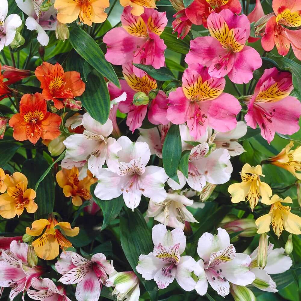 Mixed Colors Alstroemeria Seeds 