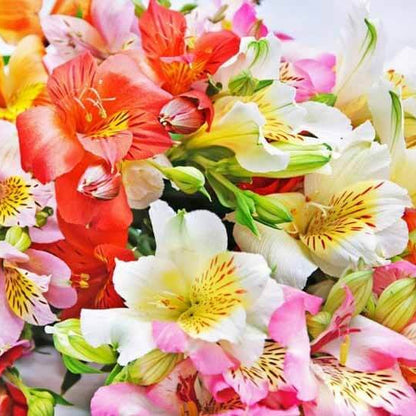 Mixed Colors Alstroemeria Seeds 