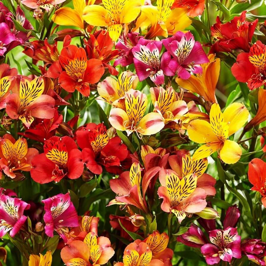 Mixed Colors Alstroemeria Seeds 