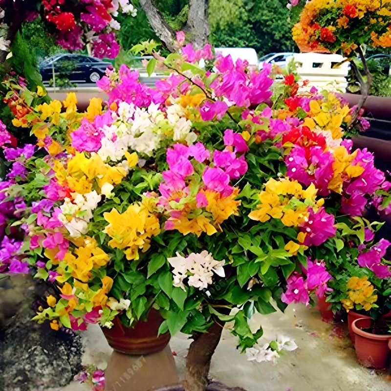 Mixed Colors Bougainvillea Seeds 