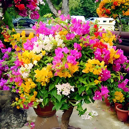 Mixed Colors Bougainvillea Seeds 