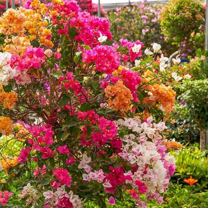 Mixed Colors Bougainvillea Seeds 