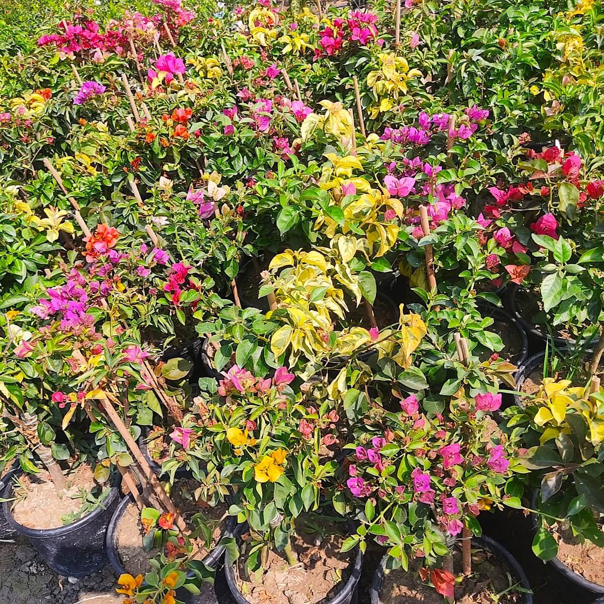 Mixed Colors Bougainvillea Seeds 