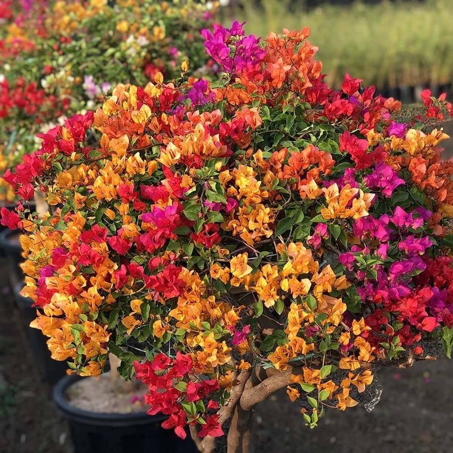 Mixed Colors Bougainvillea Seeds 
