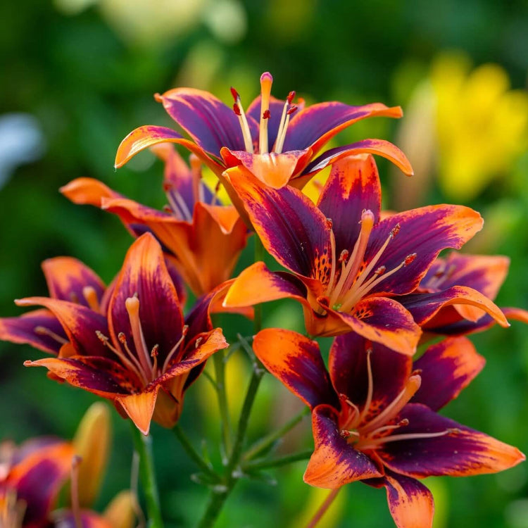 Mixed Colors Daylily Seeds - Flower Plant