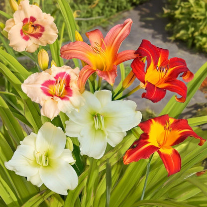 Mixed Colors Daylily Seeds - Flower Plant