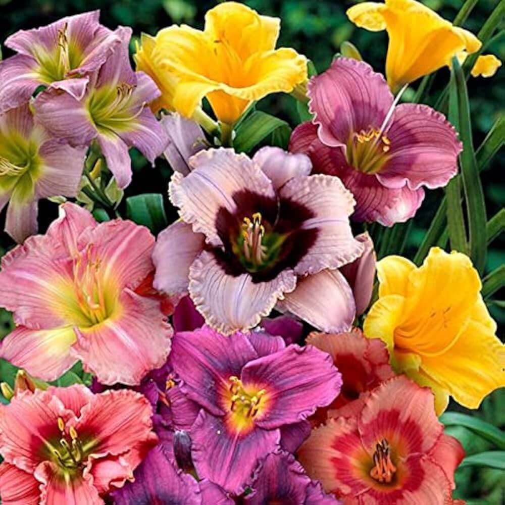 Mixed Colors Daylily Seeds - Flower Plant