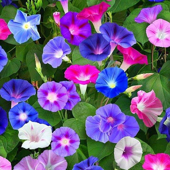 Mixed Colors Morning Glory Seeds