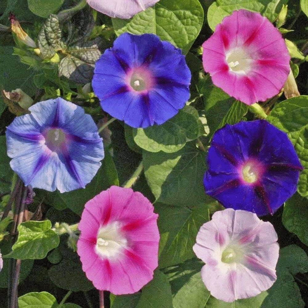 Mixed Colors Morning Glory Seeds 