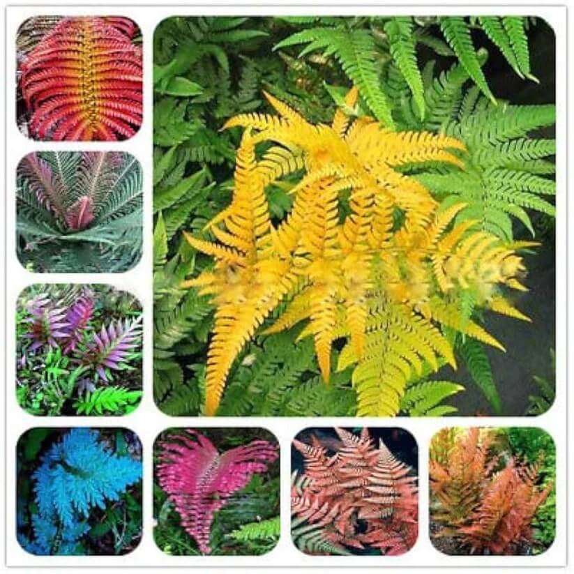 Mixed Colour Fern Pteridophyta Seeds