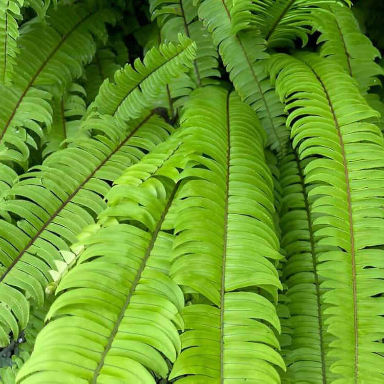 Mixed Colour Fern Pteridophyta Seeds