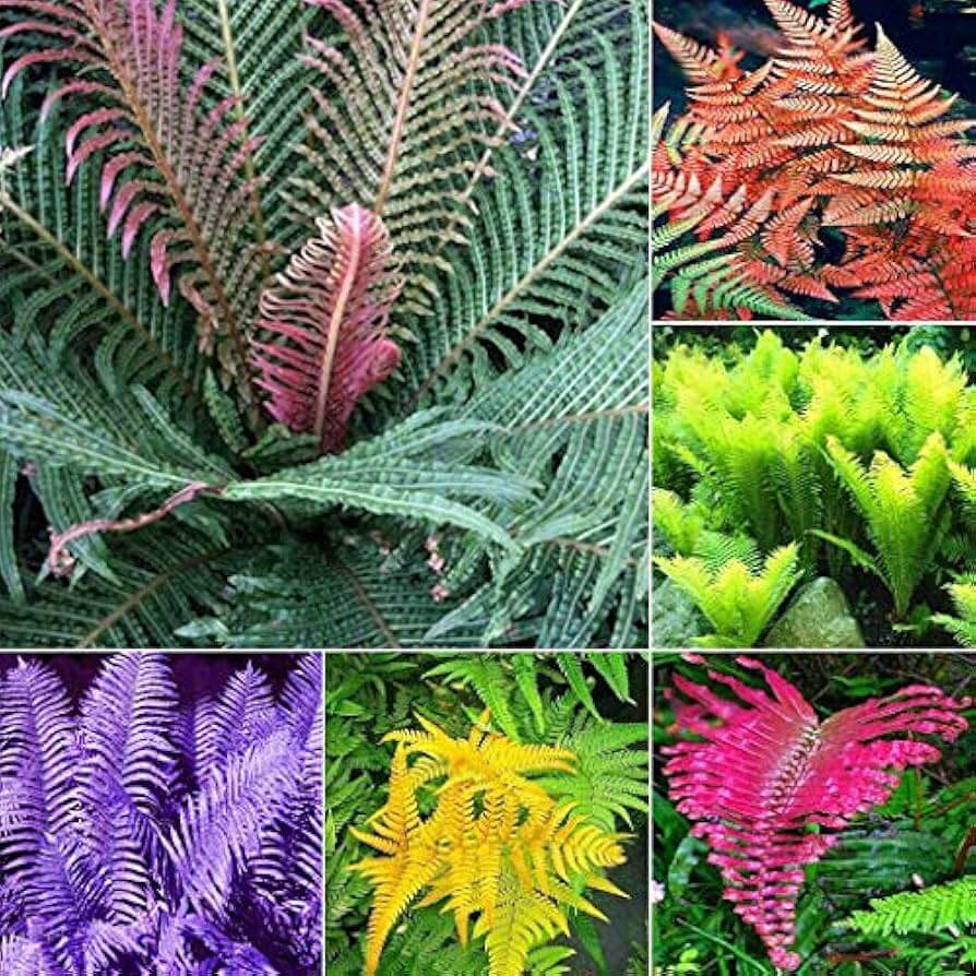 Mixed Colour Fern Pteridophyta Seeds
