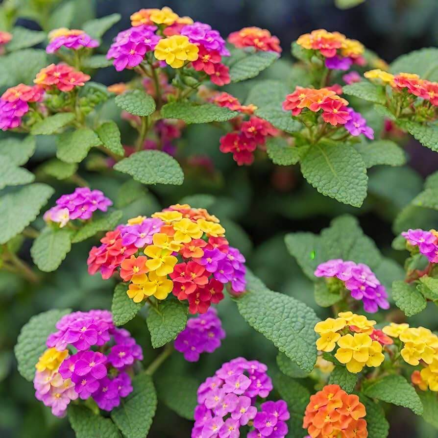 Mixed Colour Lantana Seeds 