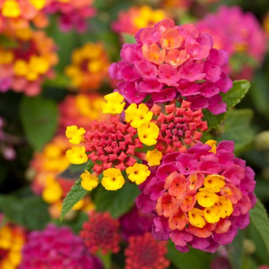 Mixed Colour Lantana Seeds 