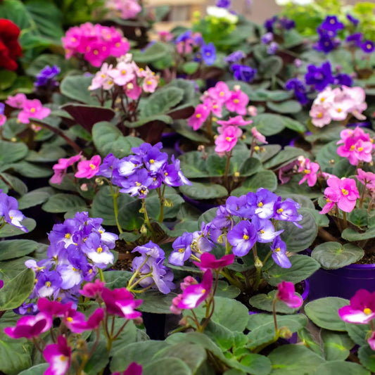 Mixed Colour Mini Violet and African Seeds