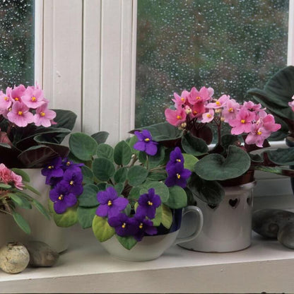 Mixed Colour Mini Violet and African Seeds