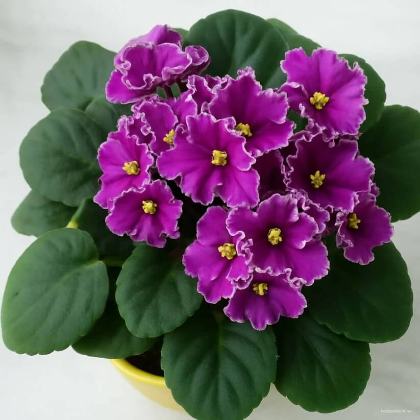 Mixed Colour Mini Violet and African Seeds