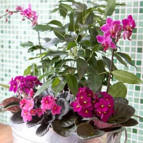 Mixed Colour Mini Violet and African Seeds