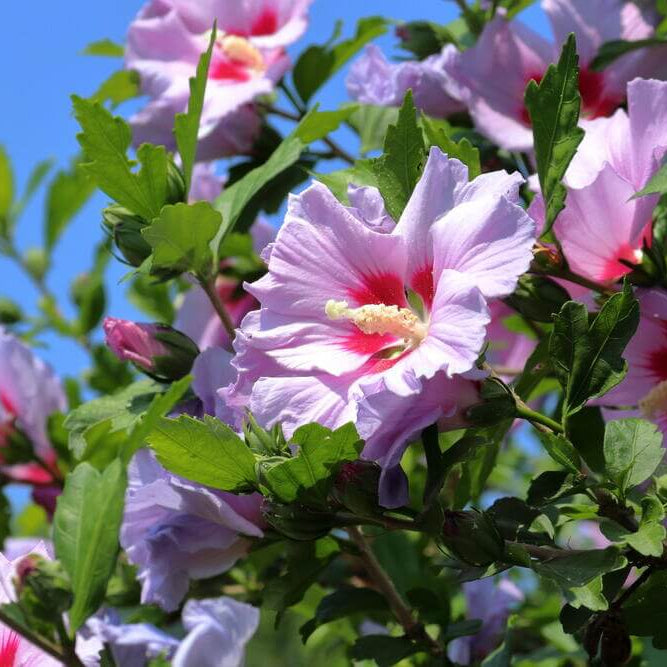 Mixed Colour Rose of Sharon Hibiscus Syriacus Seeds