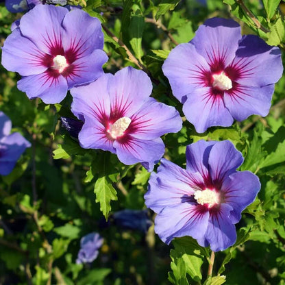 Mixed Colour Rose of Sharon Hibiscus Syriacus Seeds