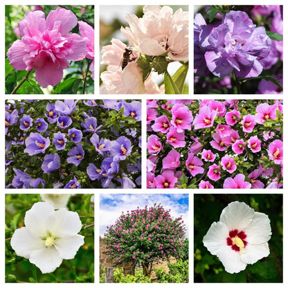 Mixed Colour Rose of Sharon Hibiscus Syriacus Seeds