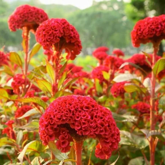 Mixed Colours Celosia Cristata Seeds