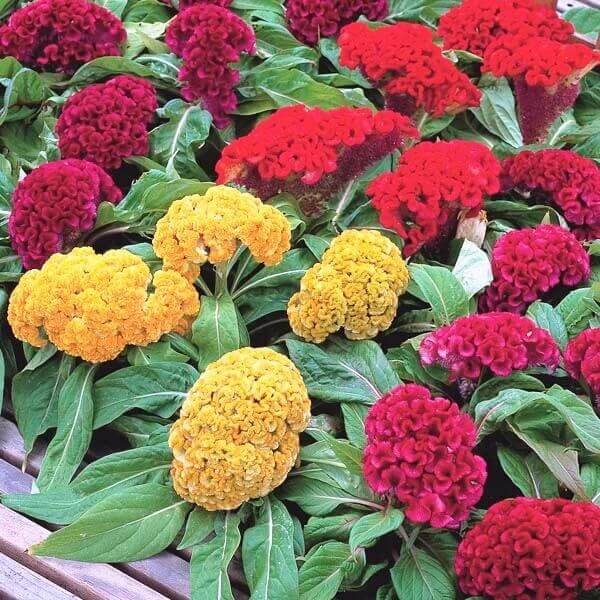 Mixed Colours Celosia Cristata Seeds