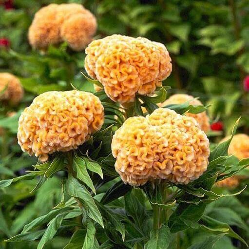 Mixed Colours Celosia Cristata Seeds