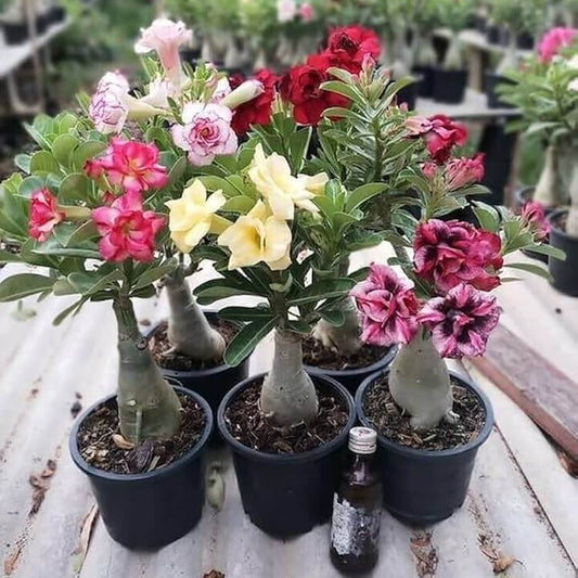 Mixed Desert Rose Seeds - Flower Plant