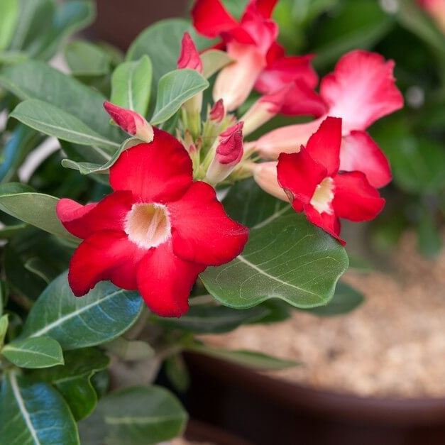 Mixed Desert Rose Seeds - Flower Plant